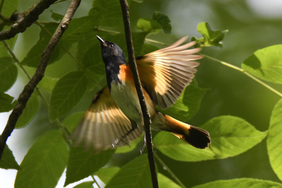 סבכון חכלילי - ML647783336