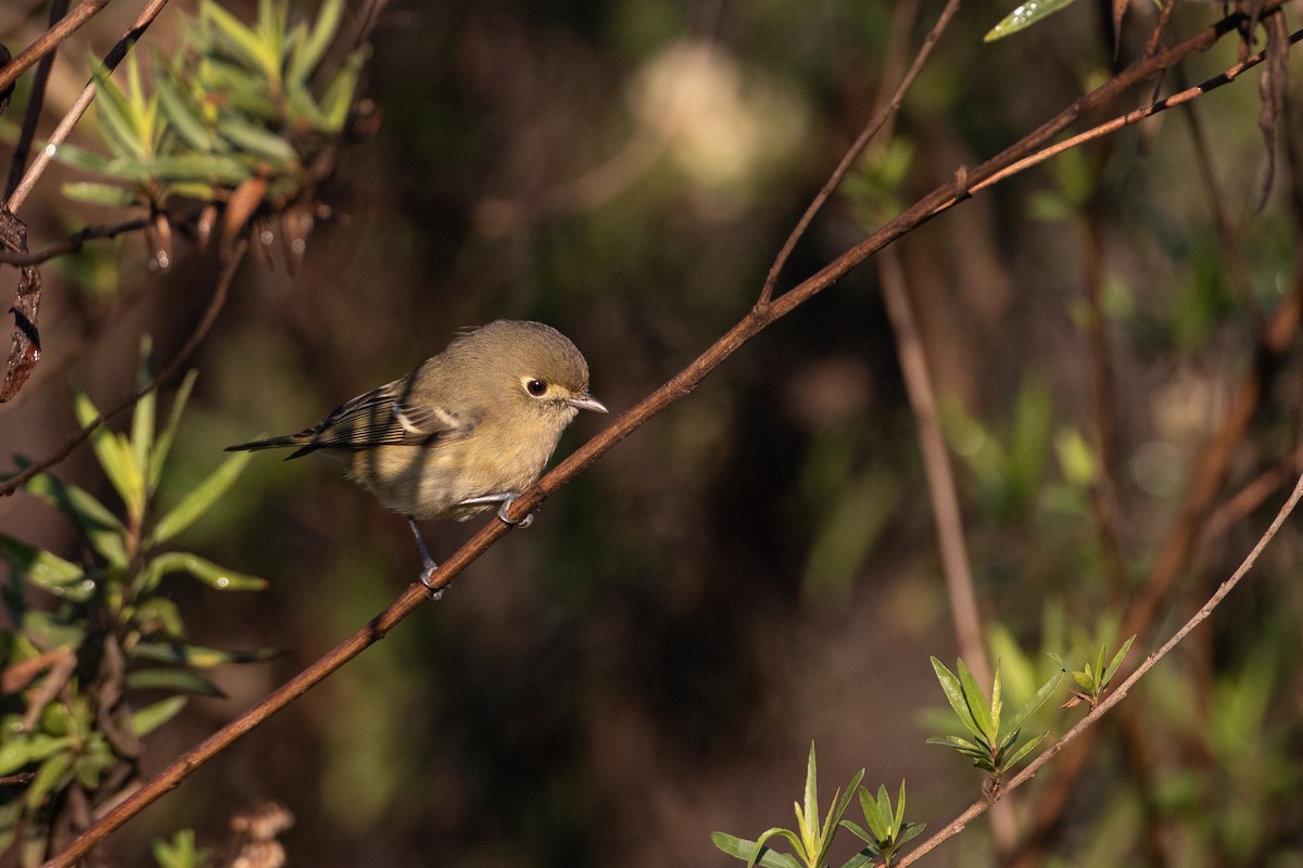スナイロモズモドキ - ML647783382