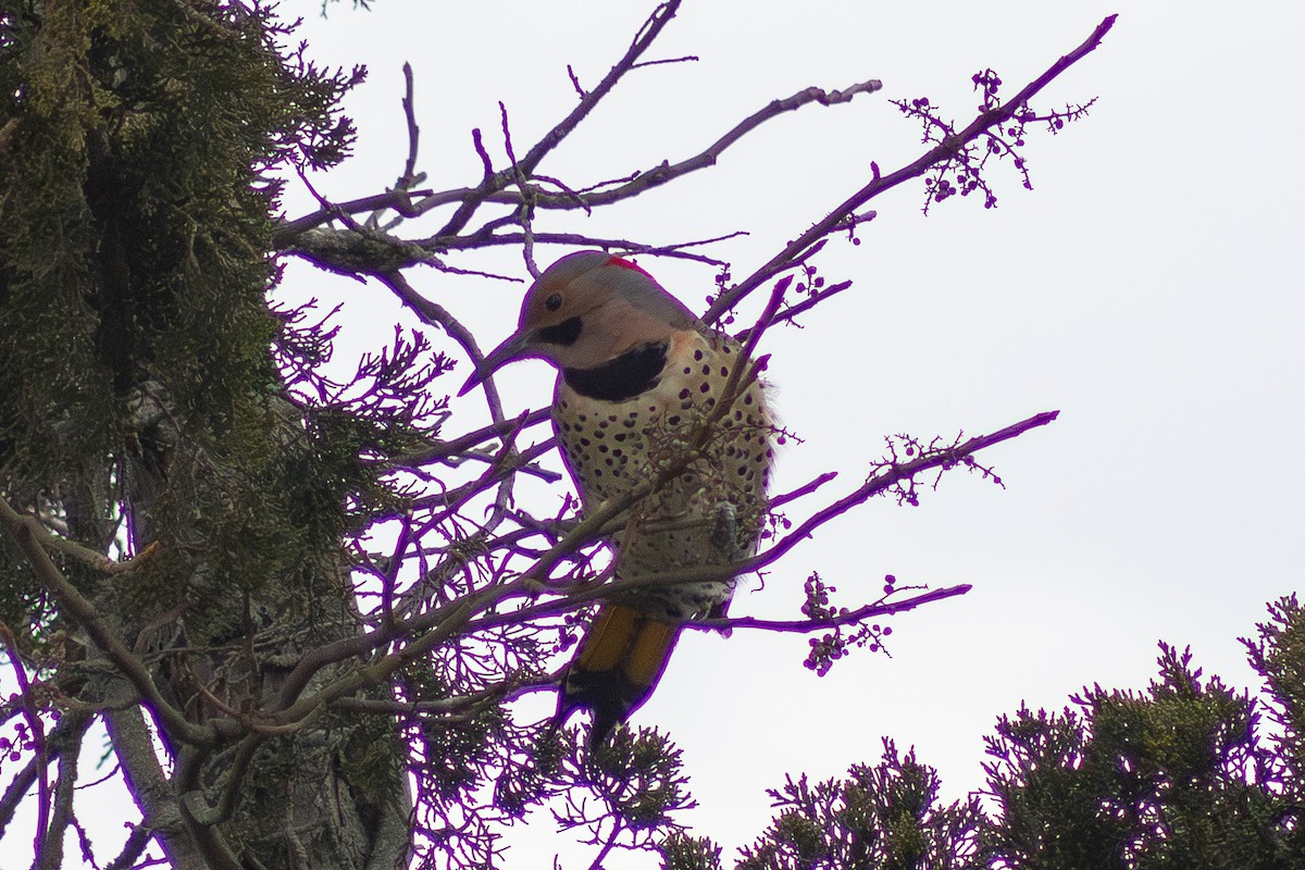 ハシボソキツツキ - ML647783403