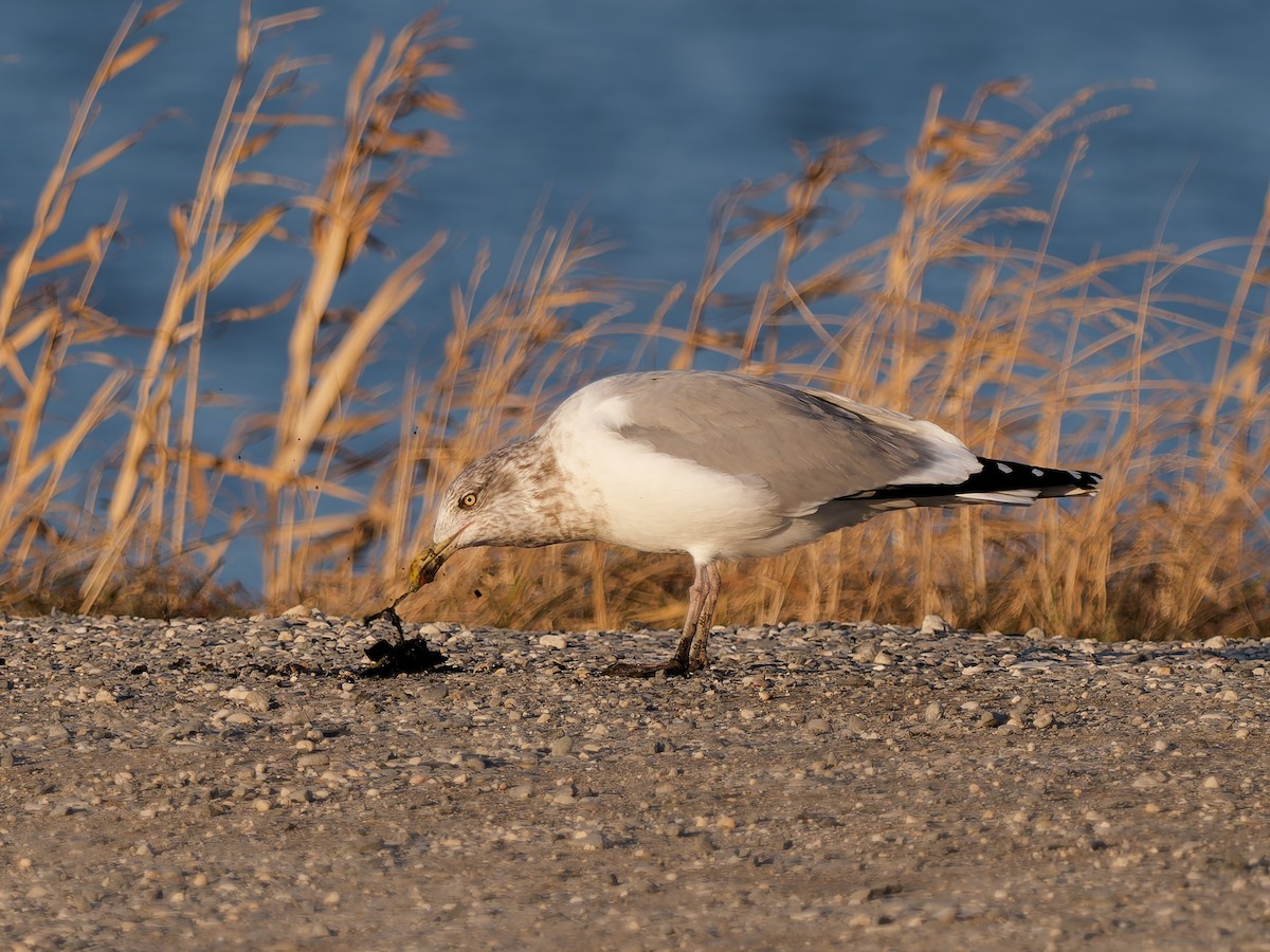アメリカセグロカモメ - ML647783405
