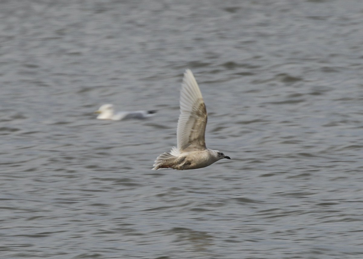 アイスランドカモメ - ML647783406