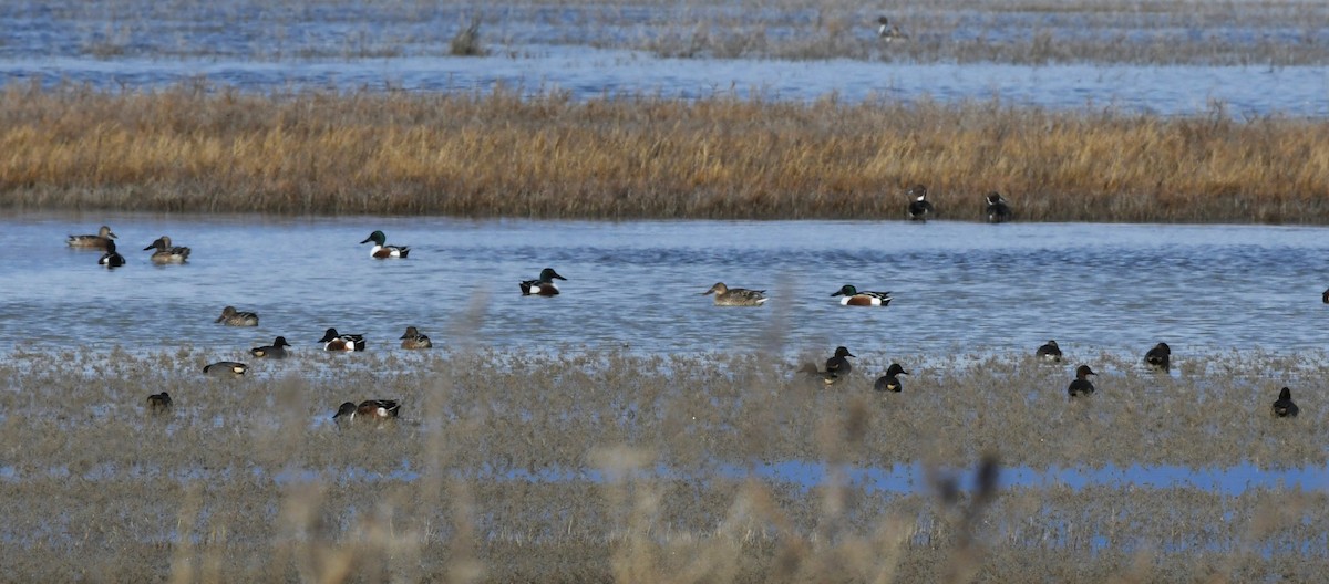 ハシビロガモ - ML647783407