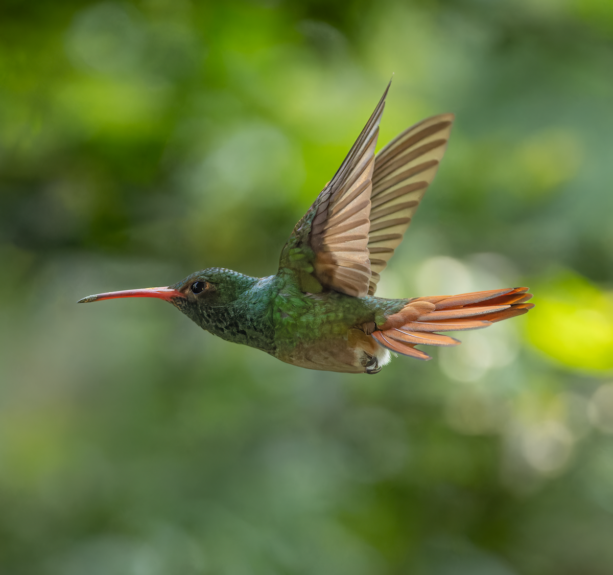 ハイバラエメラルドハチドリ（tzacatl グループ） - ML647783408