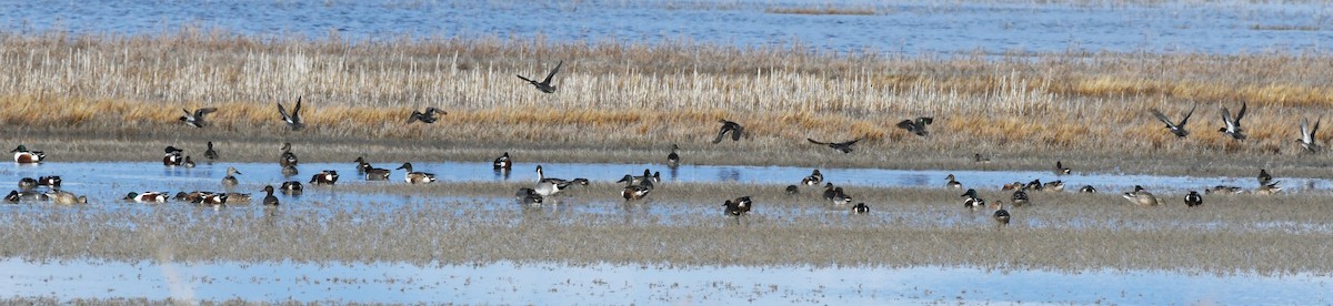 ハシビロガモ - ML647783409