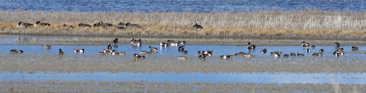 ハシビロガモ - ML647783410