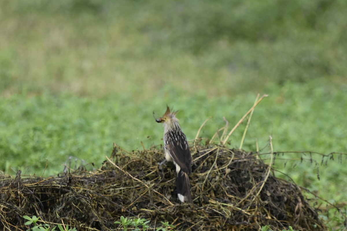 アマゾンカッコウ - ML647783414