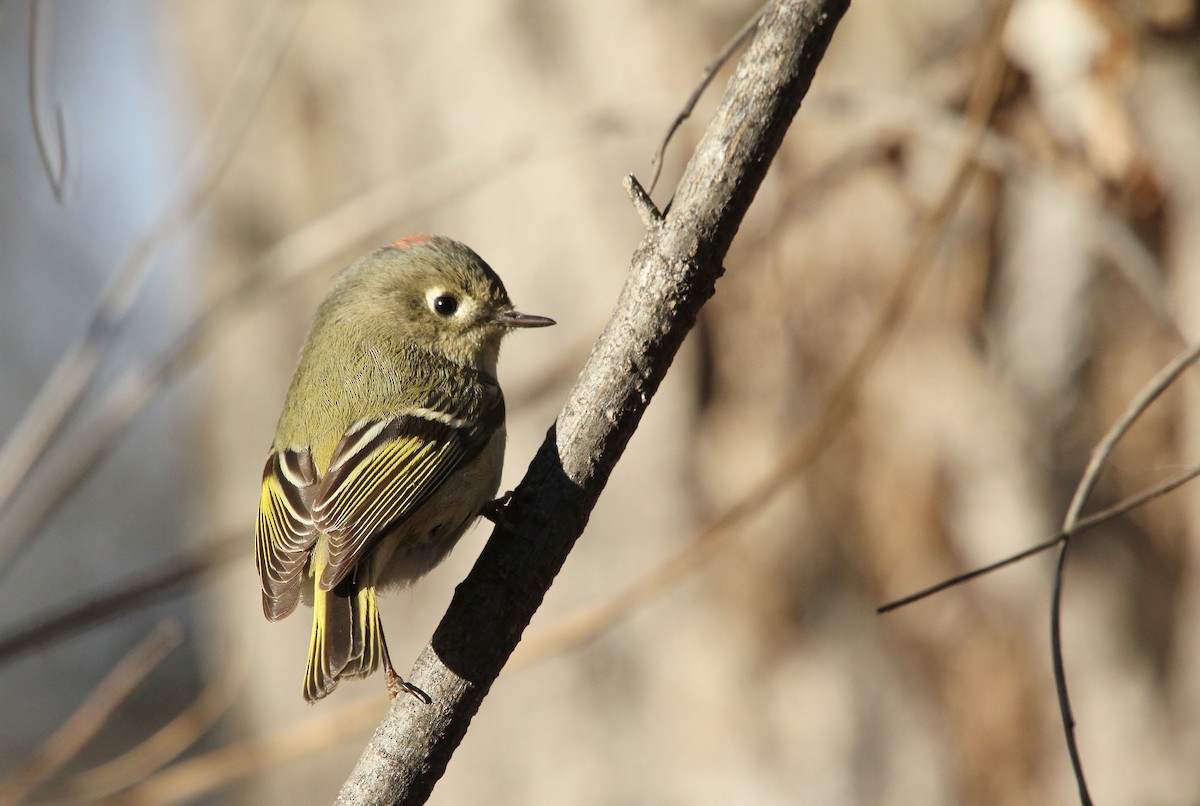 ルビーキクイタダキ - ML647783415