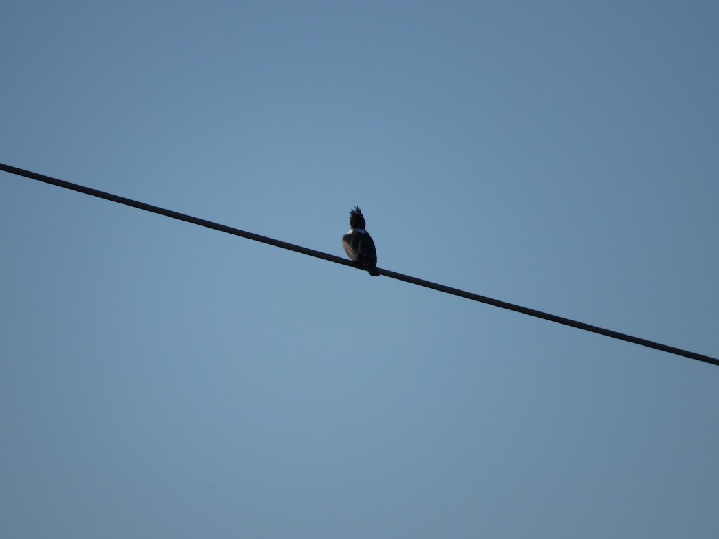 アメリカヤマセミ - ML647783416