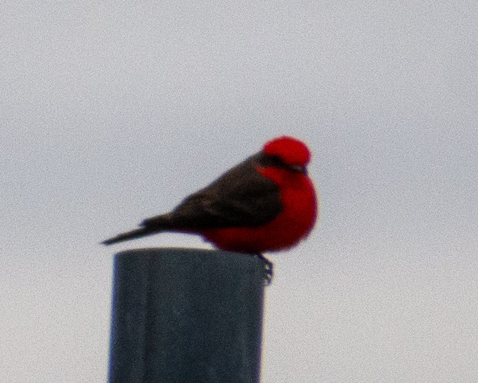 ベニタイランチョウ - ML647783418