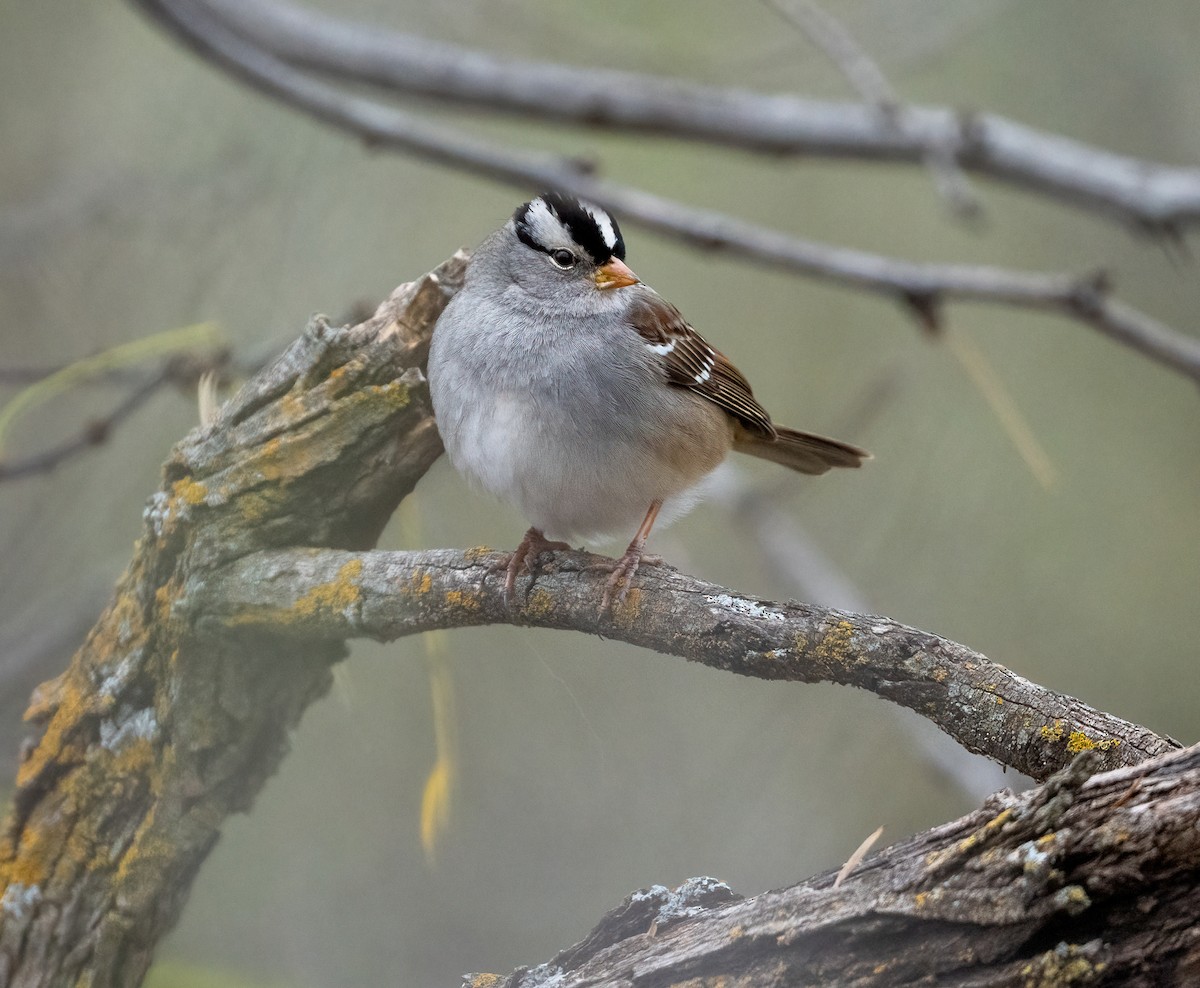 ミヤマシトド - ML647783419