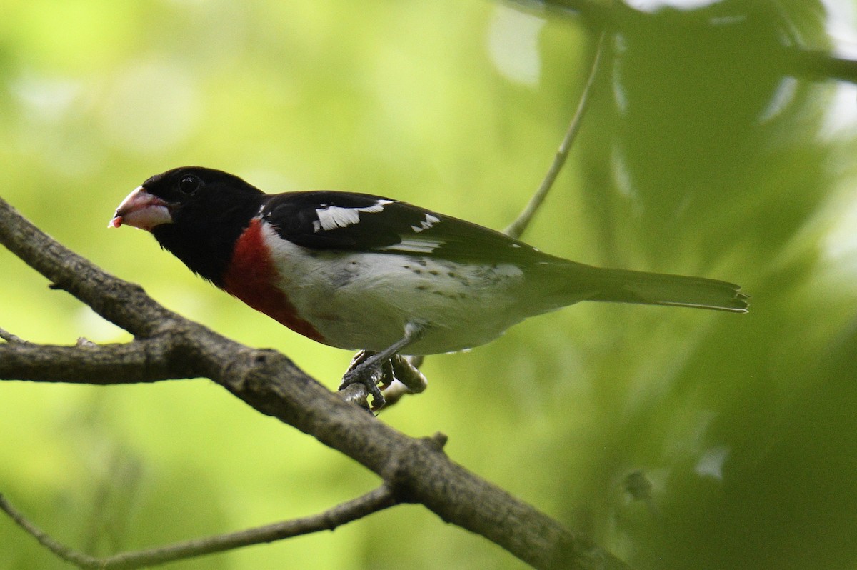 ムネアカイカル - ML647783422