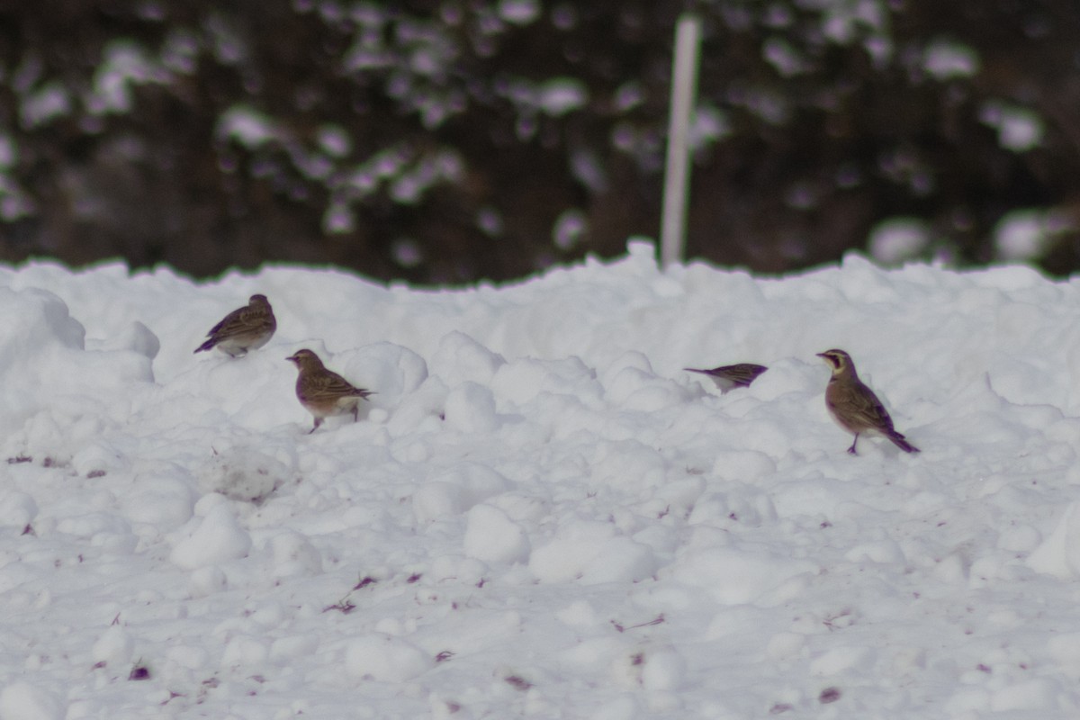 ハマヒバリ - ML647783423