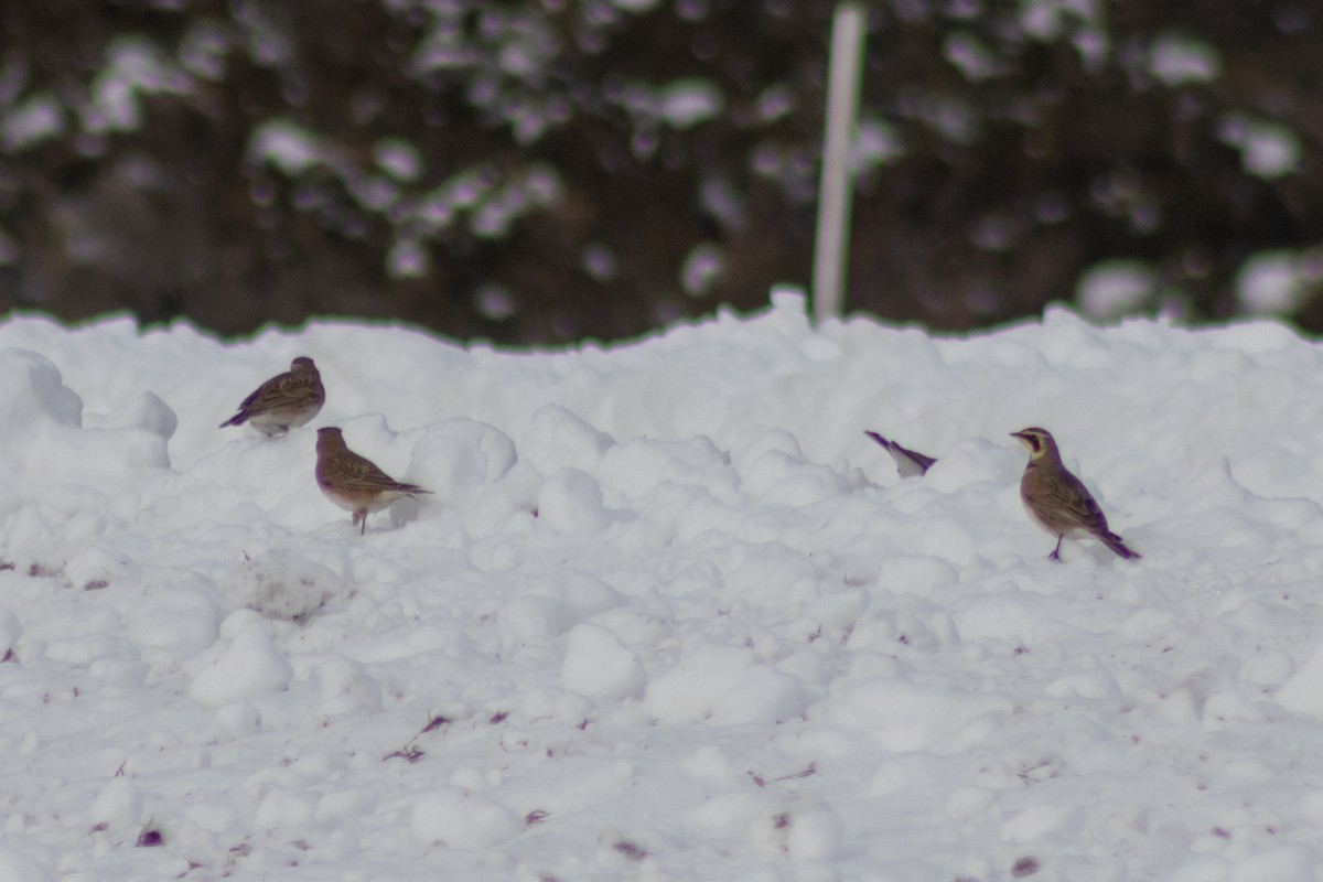 ハマヒバリ - ML647783424