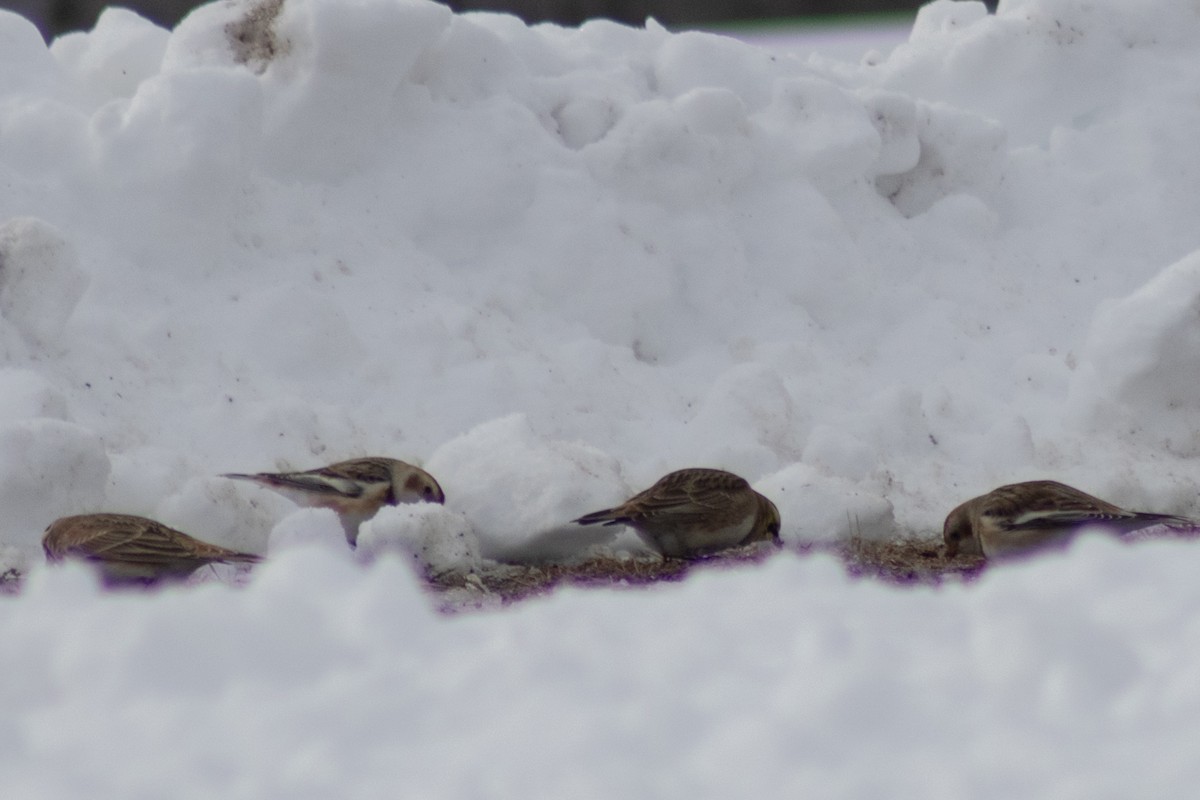 ハマヒバリ - ML647783425