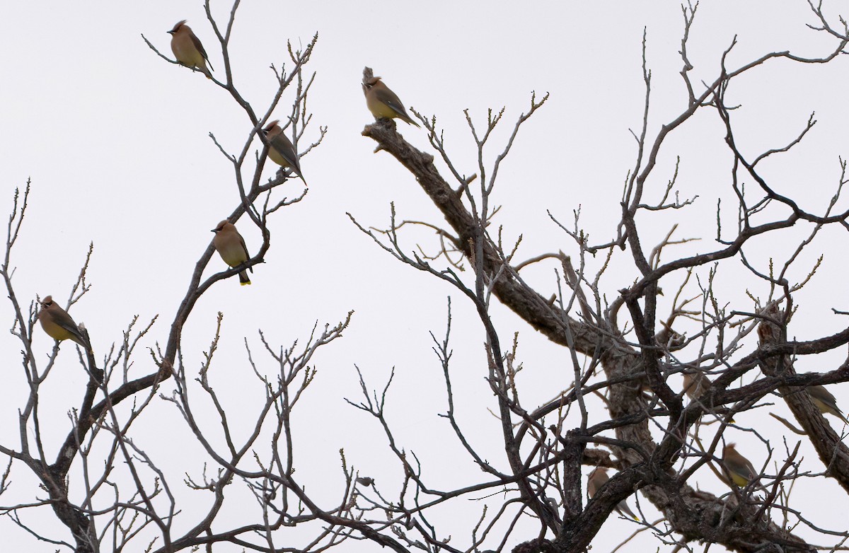 ヒメレンジャク - ML647783427