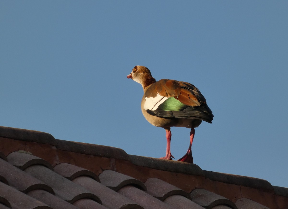 エジプトガン - ML647783430