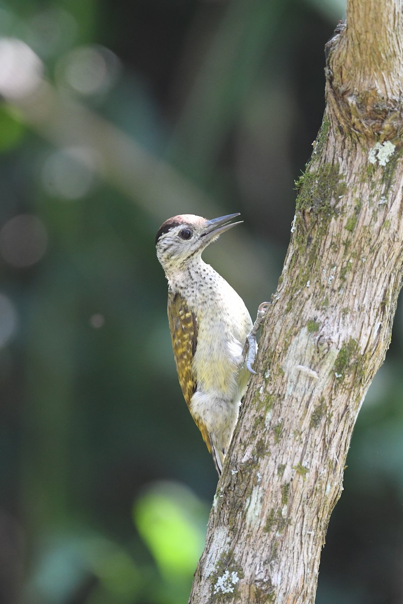 ウガンダアフリカコゲラ - ML647783438