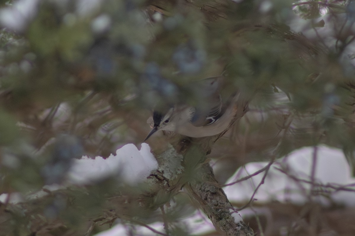 ムナジロゴジュウカラ - ML647783439