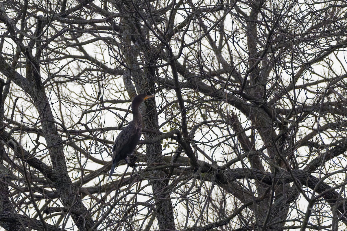 ミミヒメウ - ML647783440