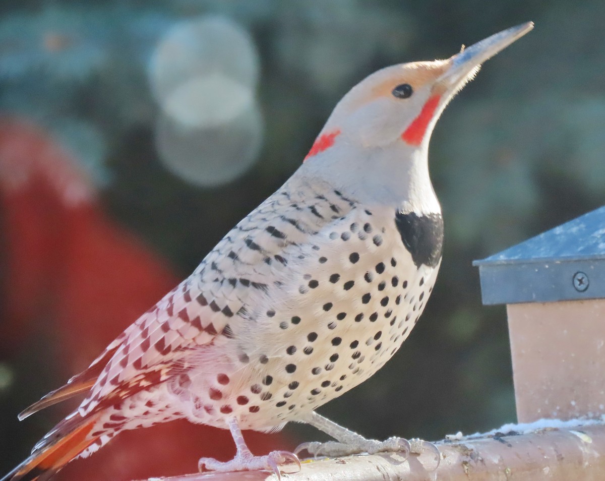 ハシボソキツツキ（luteus ｘ cafer） - ML647783441