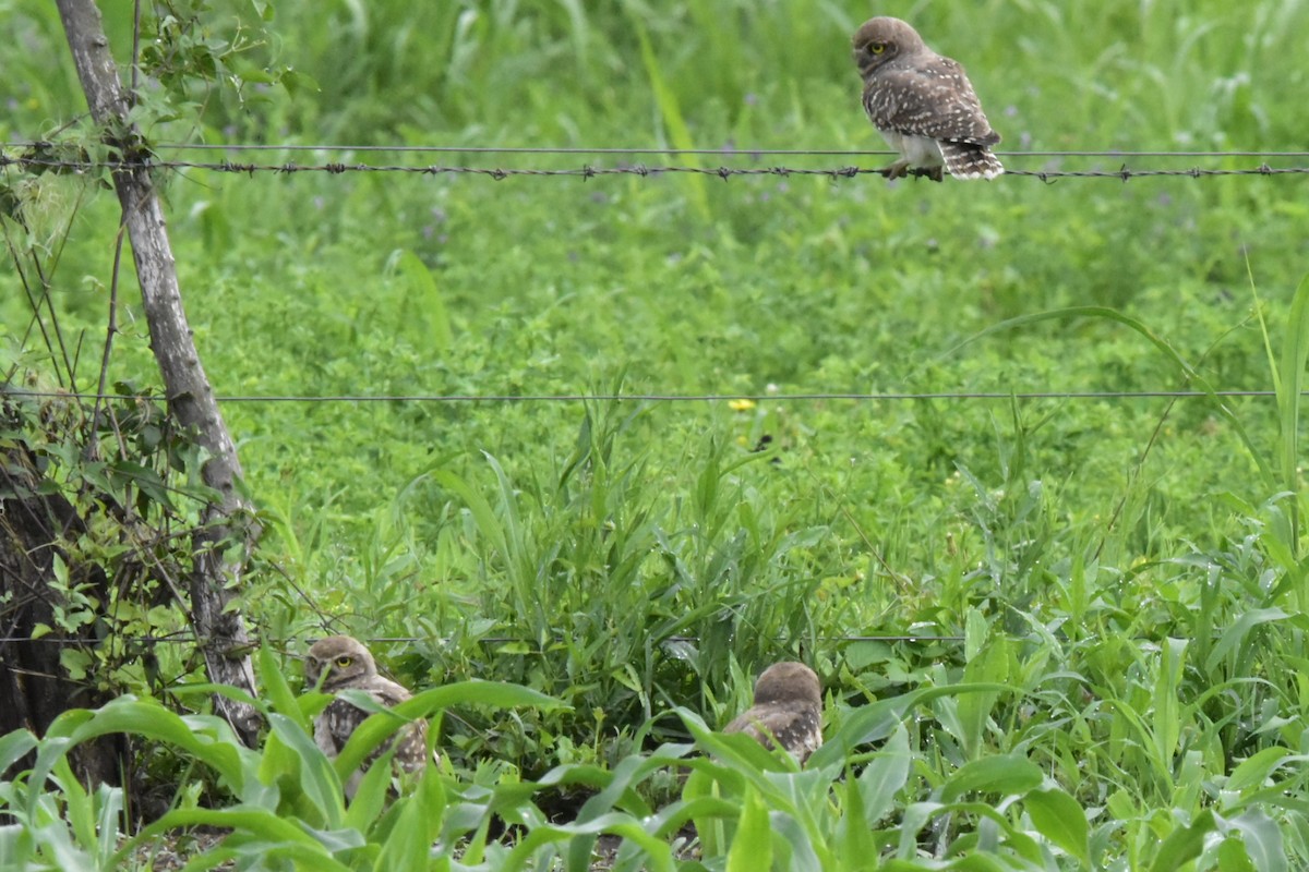 アナホリフクロウ - ML647783443