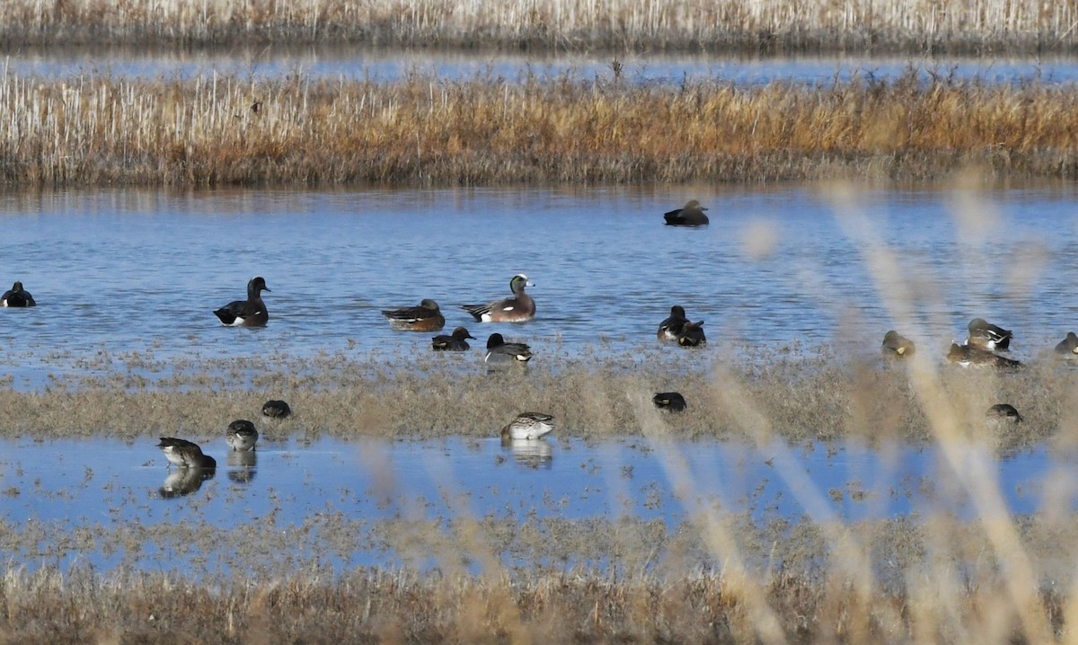 アメリカヒドリ - ML647783444