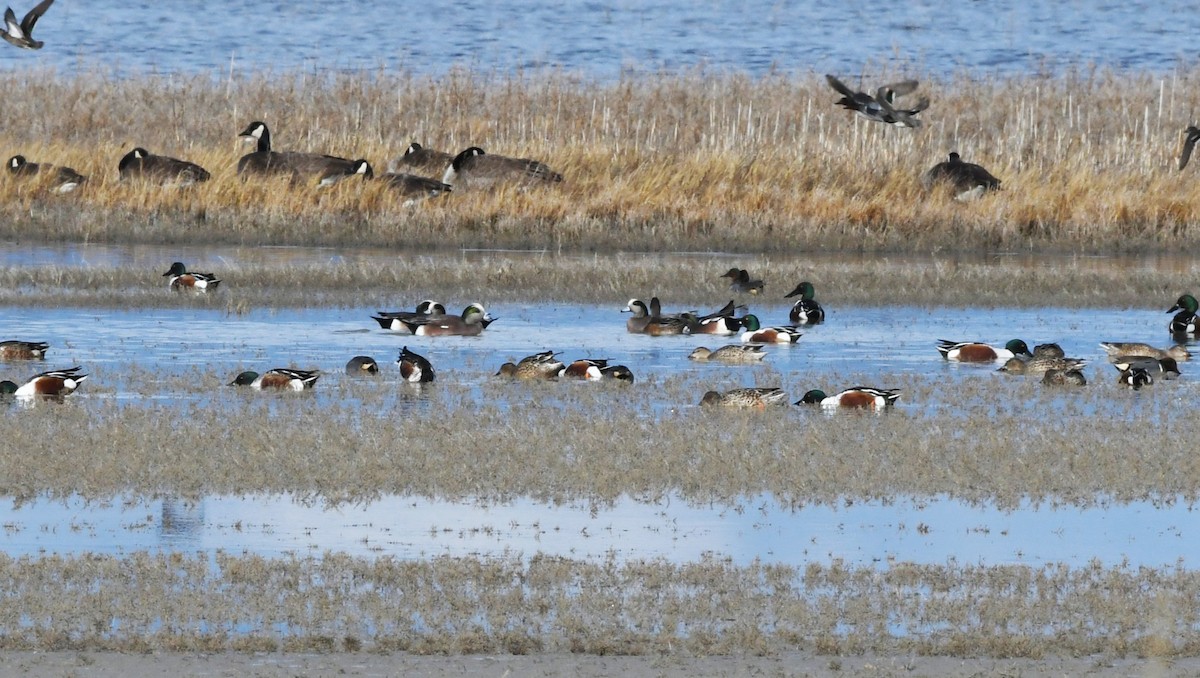 アメリカヒドリ - ML647783445