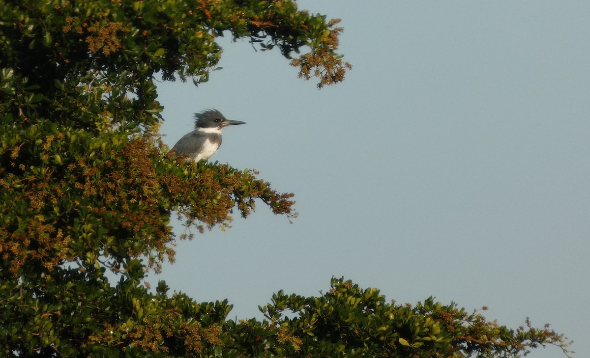 アメリカヤマセミ - ML647783446