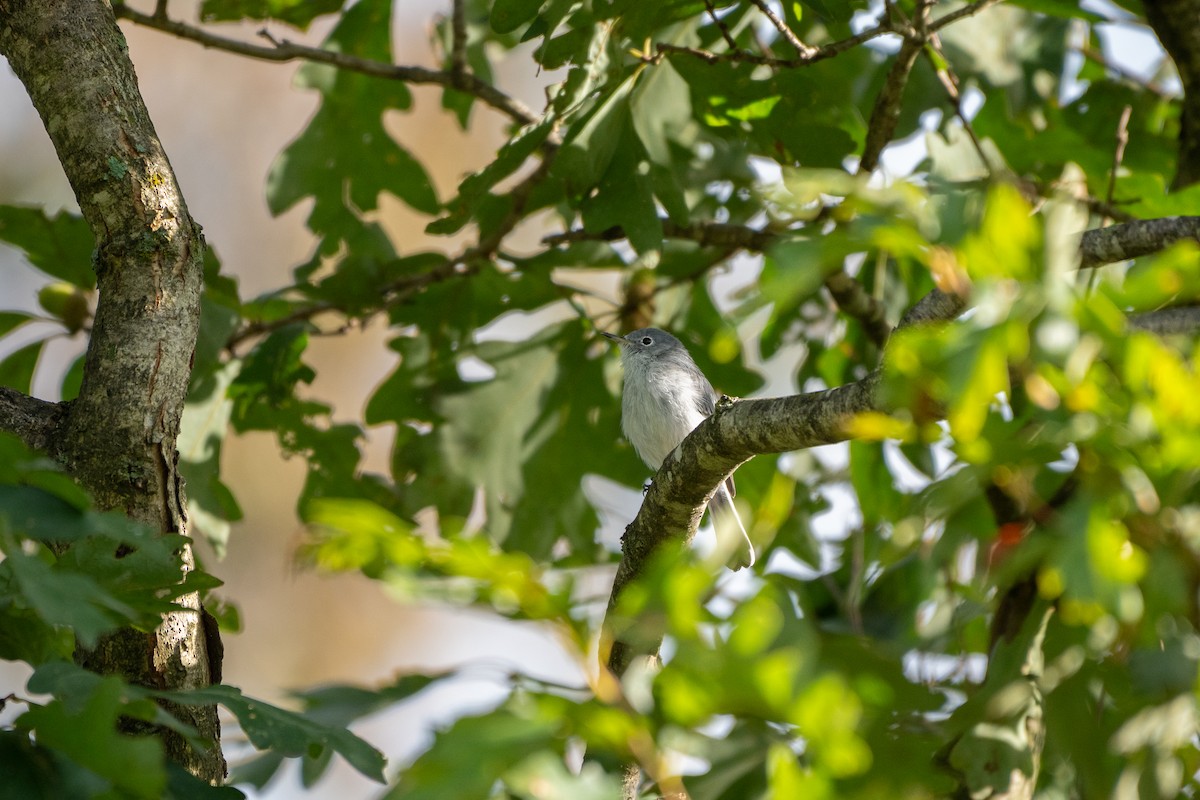 ブユムシクイ - ML647783447