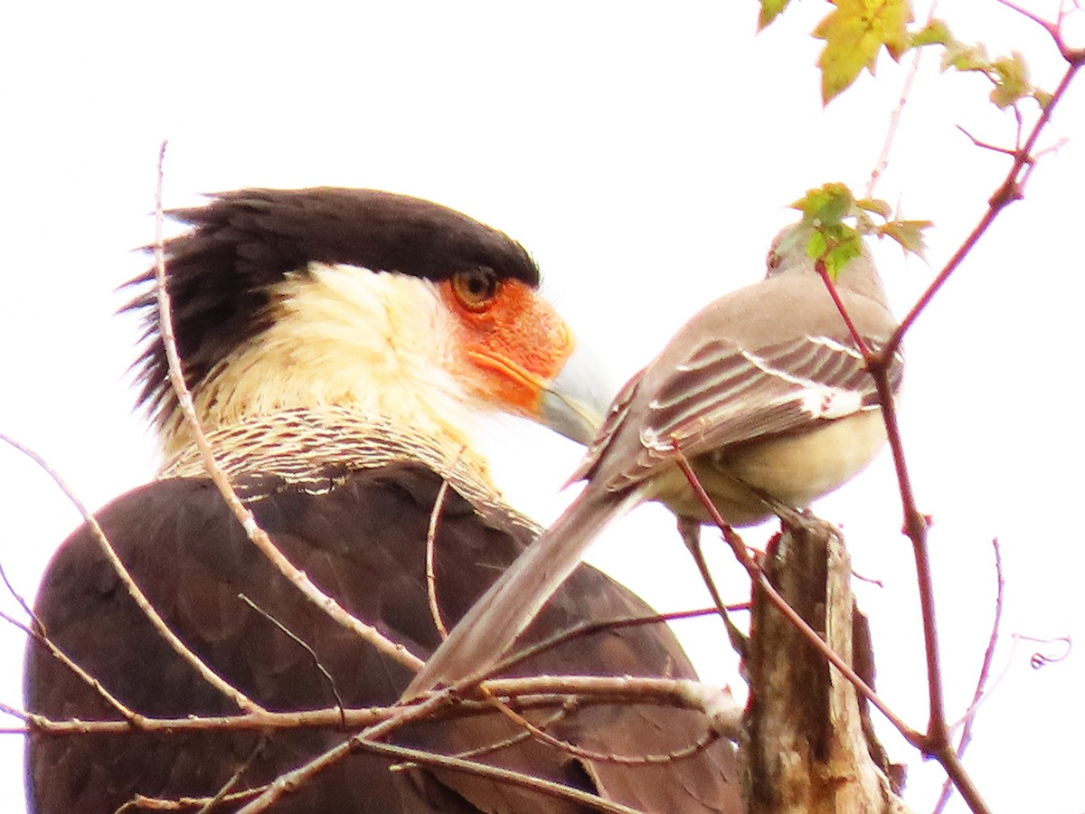 Crested Caracara - ML647783451