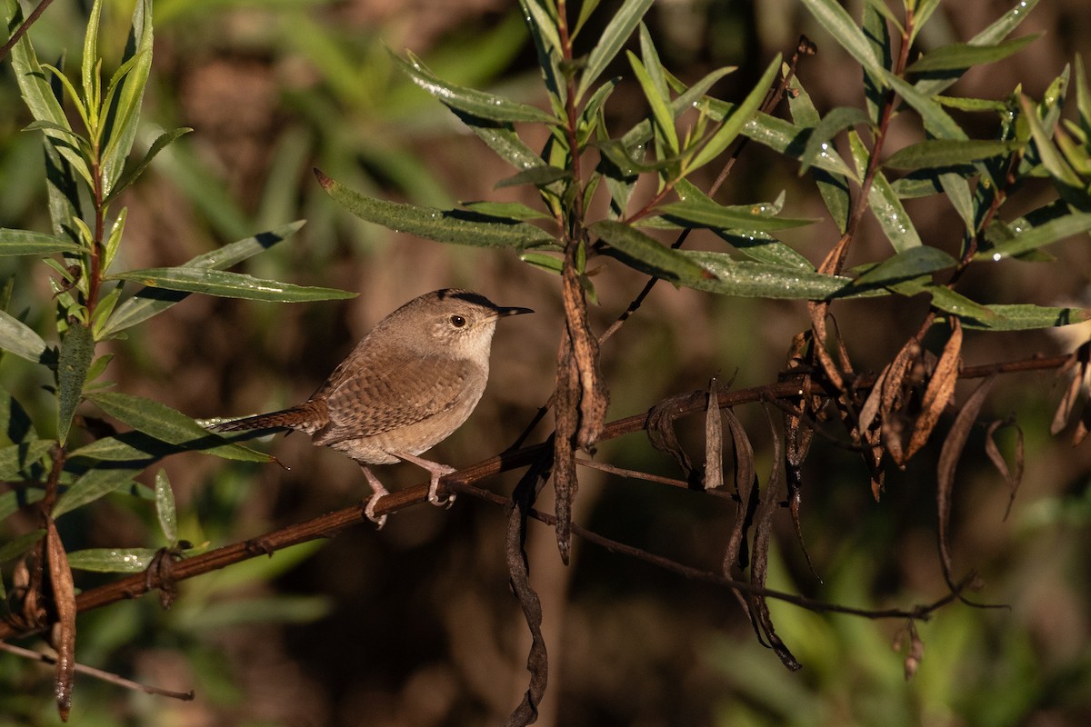 Northern House Wren (Northern) - ML647783474