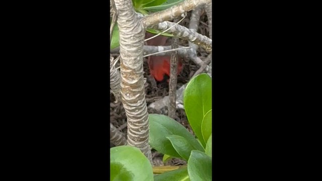 Кардинал червоний - ML647783482