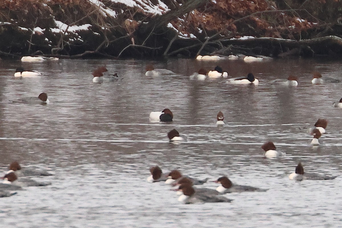 Murgilari bizkarzuria - ML647783486