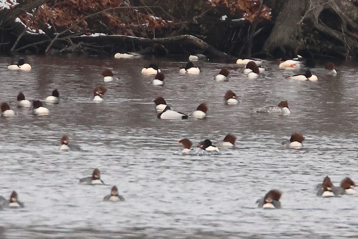 Murgilari bizkarzuria - ML647783487