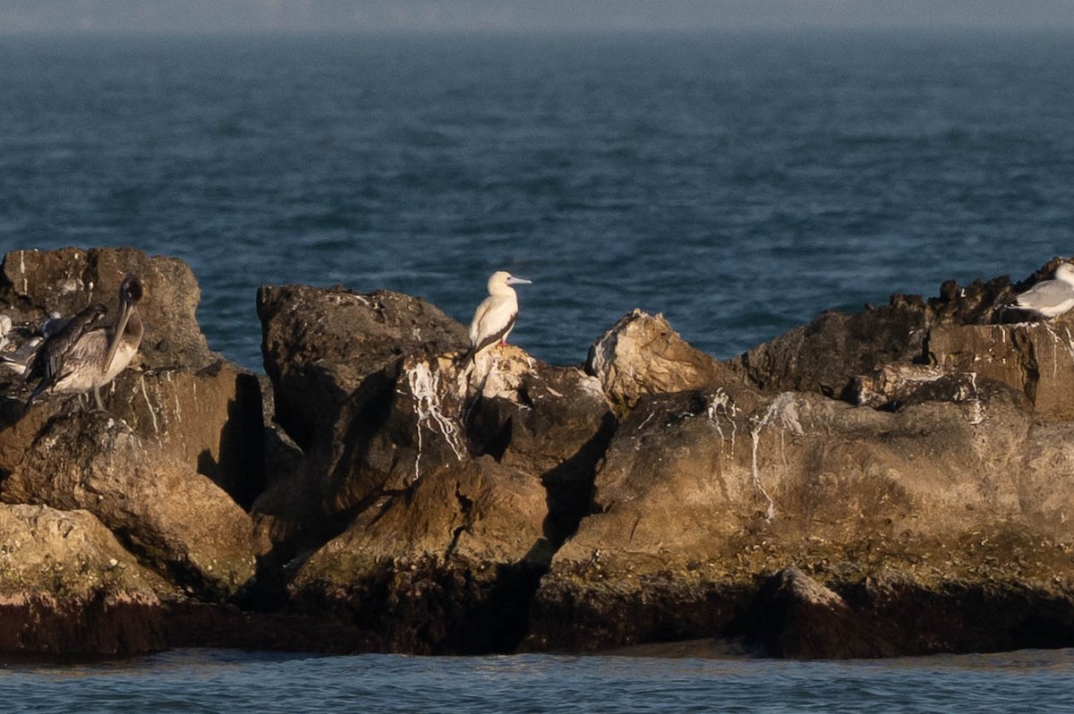 Red-footed Booby - ML647783489