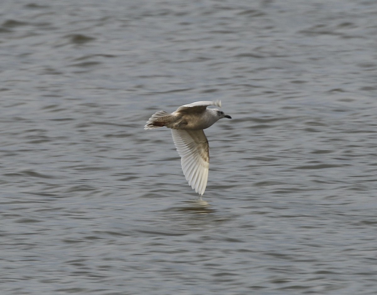 Iceland Gull - ML647783491