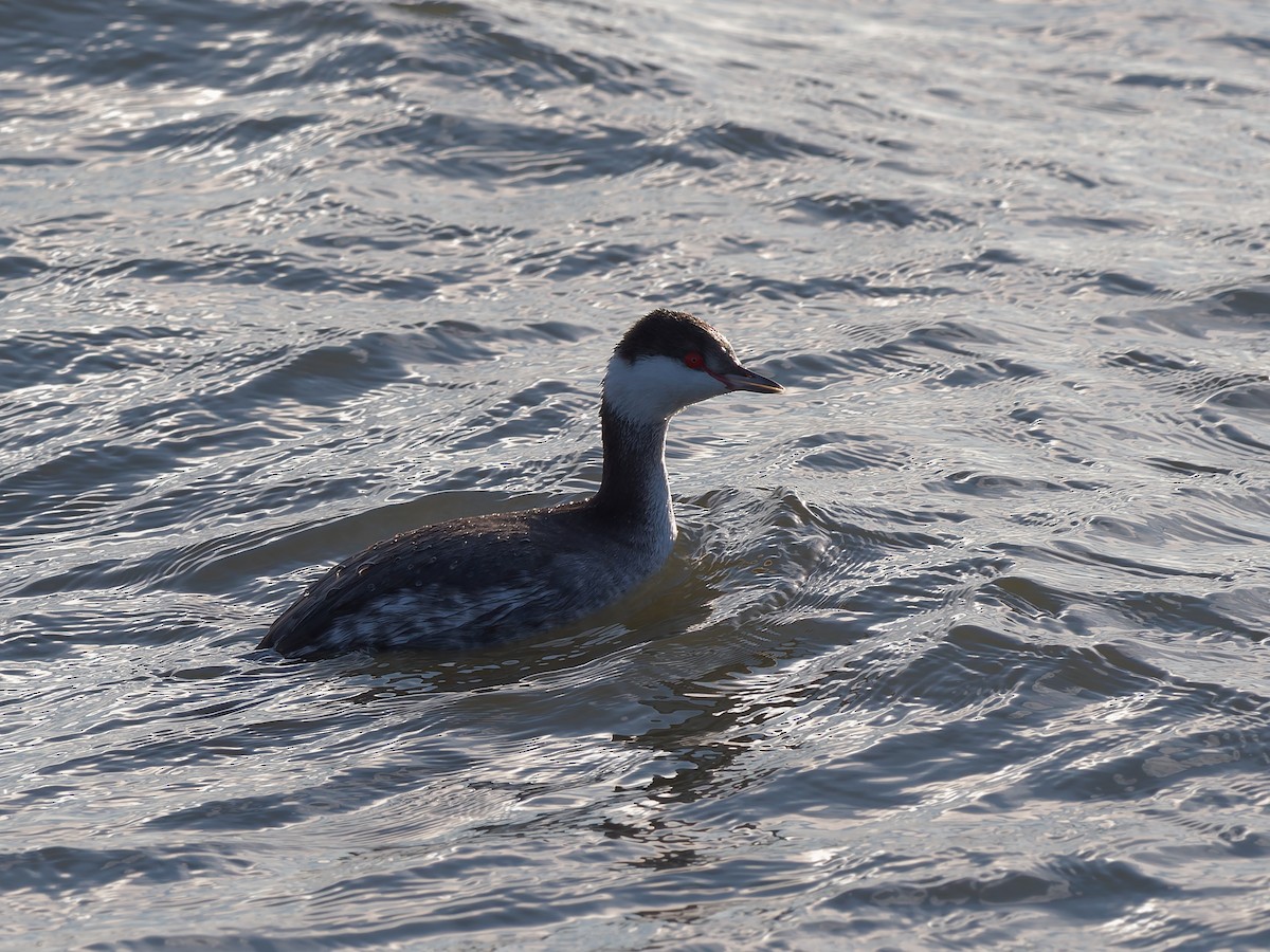 Красношейная поганка - ML647783492