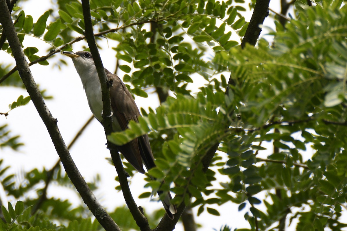 Yellow-billed Cuckoo - ML647783510