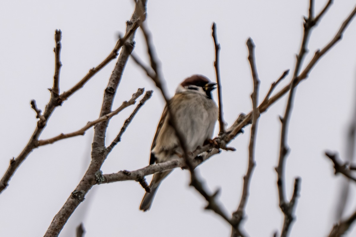 Gorrión Molinero - ML647783515