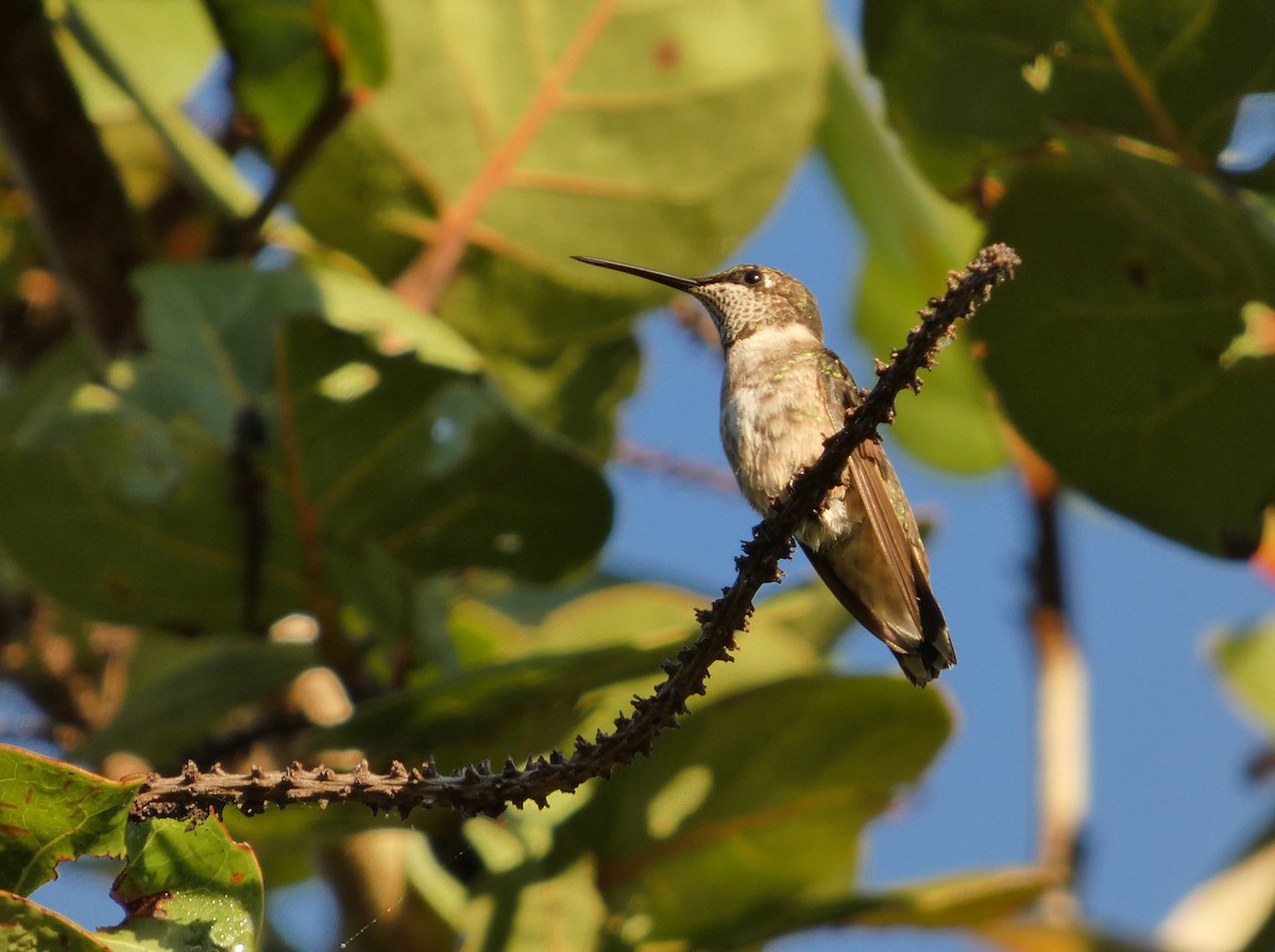 Ruby-throated Hummingbird - ML647783530