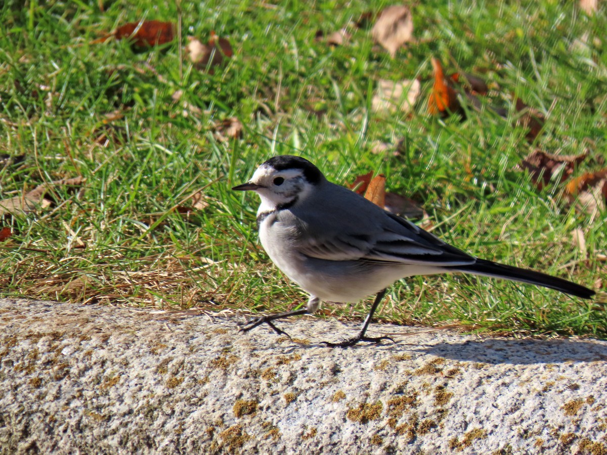 Lavandera Blanca - ML647783553