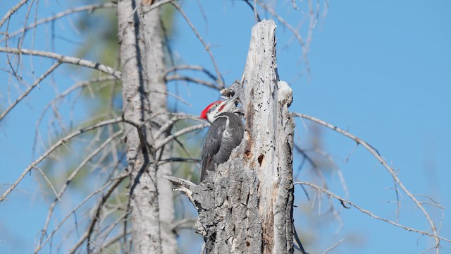Жовна північна - ML647783565