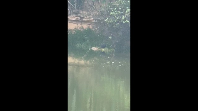 Курочка латиноамериканська - ML647783574