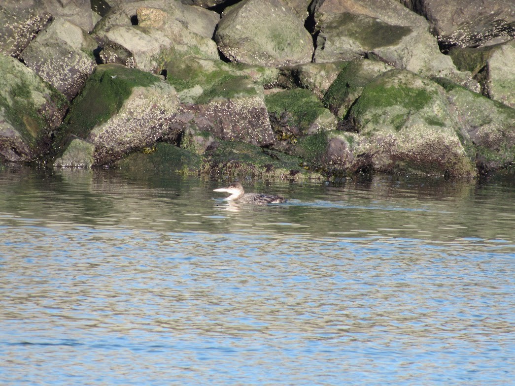 Common Loon - ML647783584