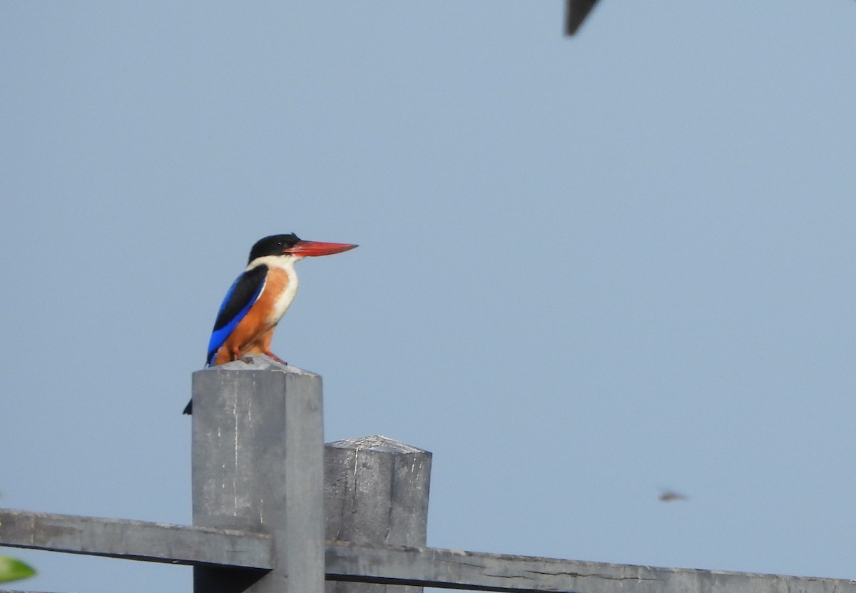 Black-capped Kingfisher - ML647783587