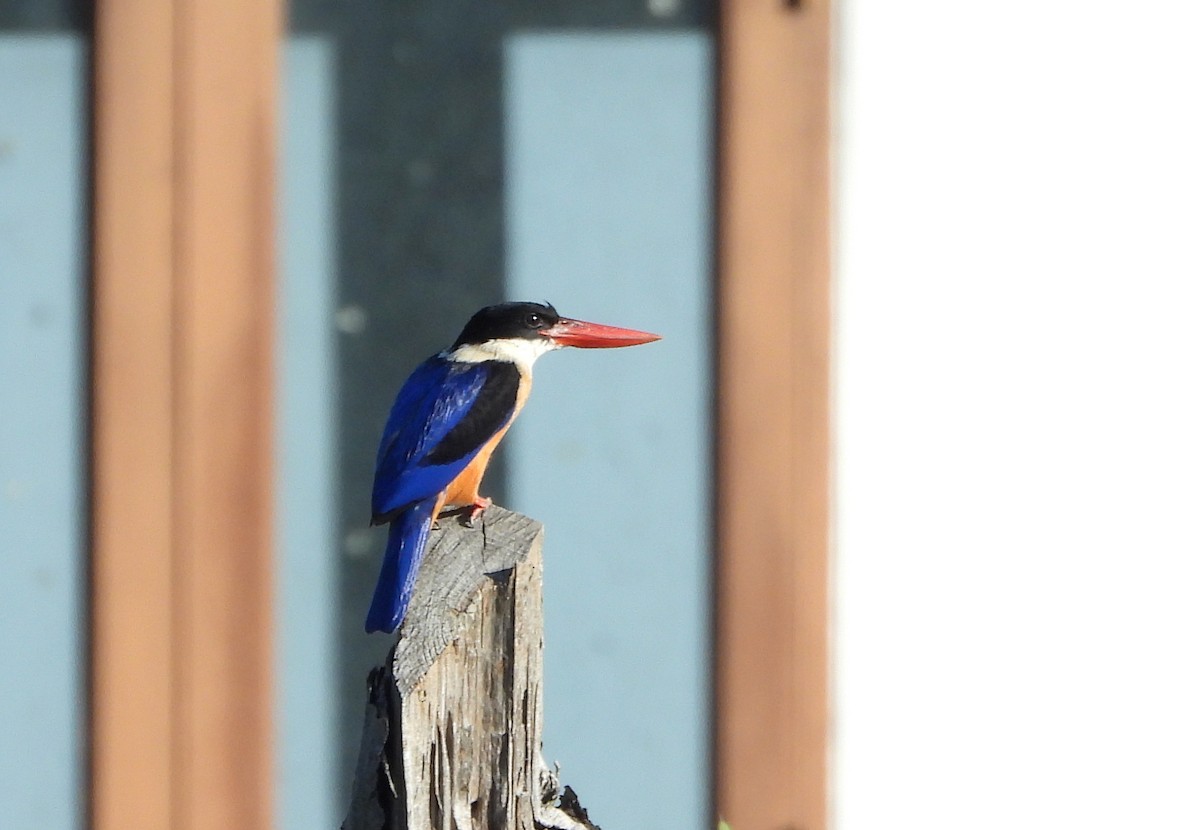 Black-capped Kingfisher - ML647783588