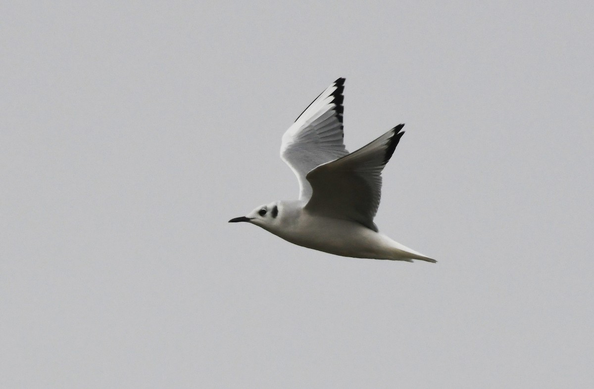 Bonaparte's Gull - ML647783589