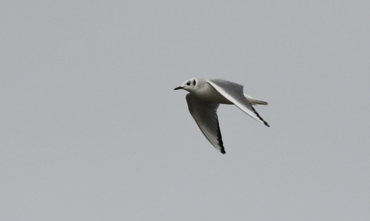Bonaparte's Gull - ML647783590