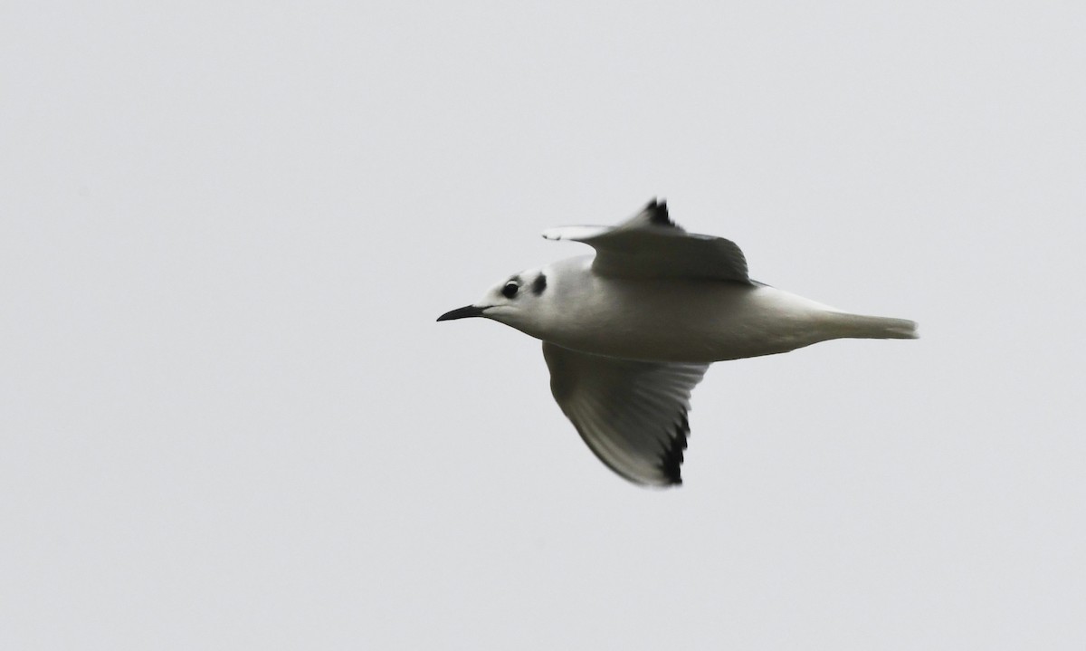 Bonaparte's Gull - ML647783591