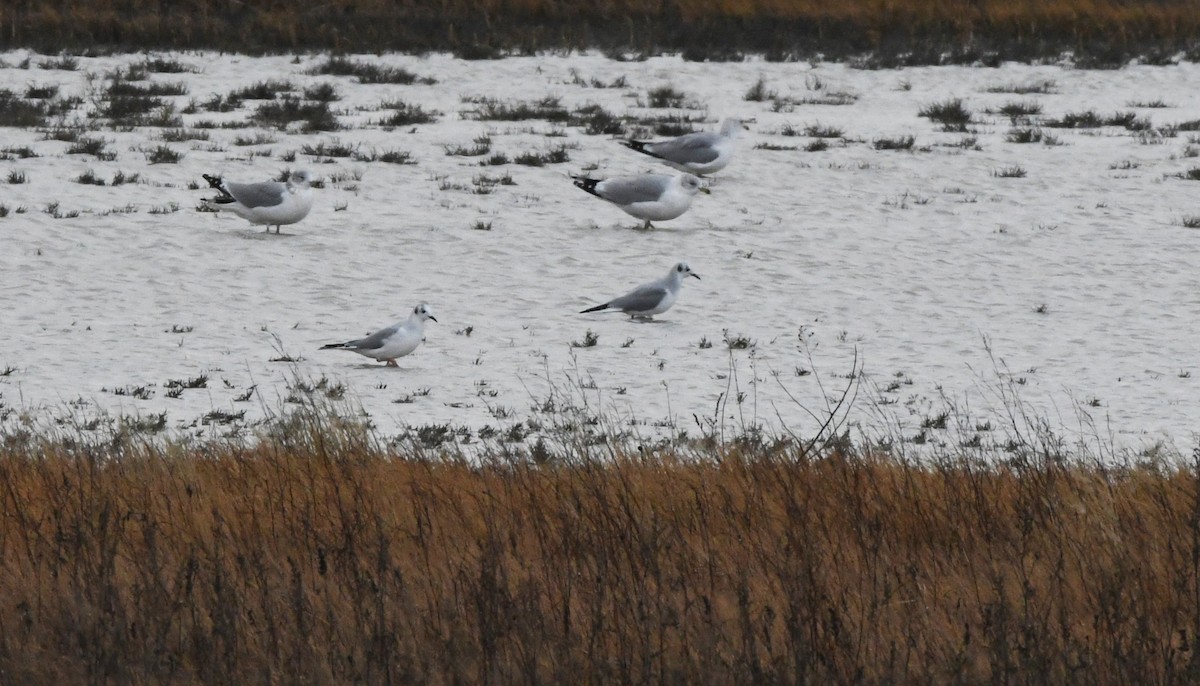 Bonaparte's Gull - ML647783592